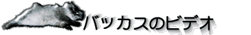 �o�b�J�X�̃r�f�I