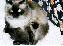 icon bacchus