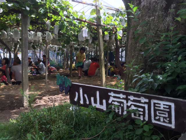 葡萄狩りトップ