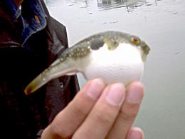 �ե���ͳ����ˤƥ��ס����