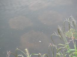 ����Υ��ݡ��˥󥰥٥å�