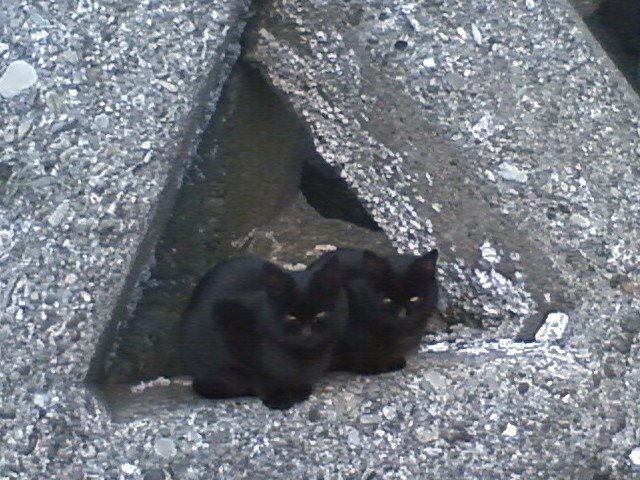 ���忷�Ȼߤι�ǭ2ɤ