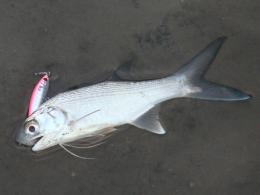 �ĥХᥳ�Υ�����ͳ����ˤƥߥΡ���