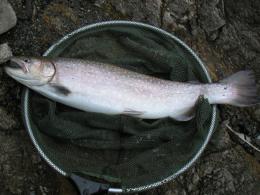 ��ꥪ�ȥ���ʡ�����ˤƥߥΡ���