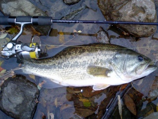 �Х�43�������ͳ����ˤƾ�������󥯥٥��Ȥ�