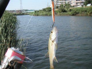 ���������ḫ��ˤƥߥΡ���