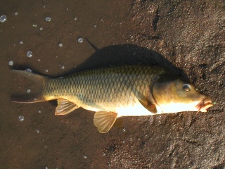 �ḫ��Υ���