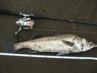 ������62��������ḫ��ˤƥХ��֥졼������