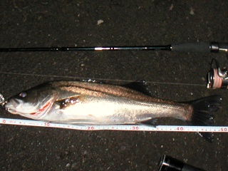 �եå�50��������ḫ��ˤƥХ��֥졼������