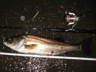 ������60��������ḫ��ˤƥХ��֥졼������