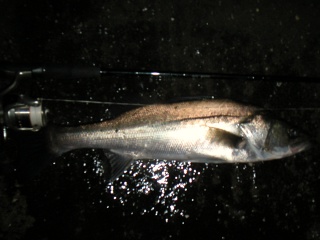 �եå�50������������ˤƥߥΡ���