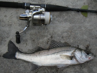 �եå�35.5������������ˤƥ���åɤ�