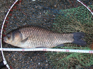 �ե�38�������������ˤƥߥΡ���