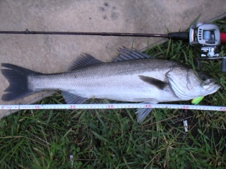 ������60�������������ˤƥХ��֥졼������