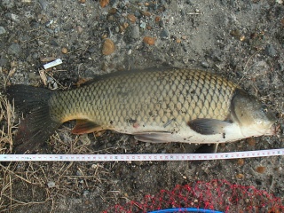 ����50�������������ˤƥߥΡ���