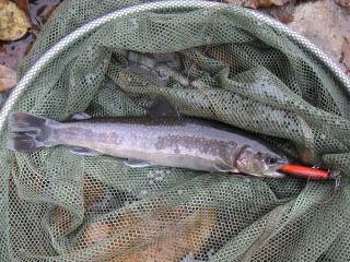 �����24�����������ˤƥߥΡ���