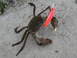 ���ˡ�ͳ����ˤƥߥΡ���