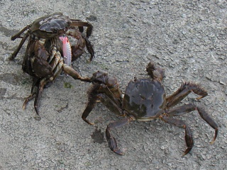 ����3ɤ��ͳ����ˤƥߥΡ���