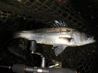 �ϥ�42�������������ˤƥߥΡ���