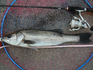 �ϥ�52�������������ˤƥߥΡ���