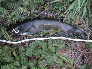 �ʥޥ�57�������ͳ����ˤƥ��ץ�åȥ���åȥꥰ��