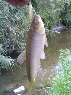 �ϥ���ͳ����ˤƥڥ󥷥�٥��Ȥ�