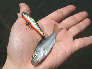 �ҥ饻������8�������ͳ����ˤƥߥΡ���