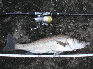 ������45�������������ˤƥߥΡ���