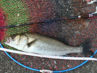 ������44�������������ˤƥ���åɤ�