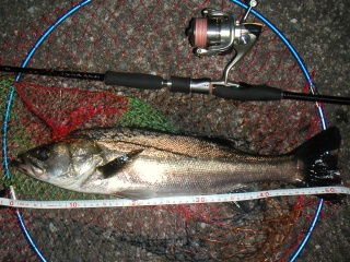 ������53�������������ˤƥ���åɤ�