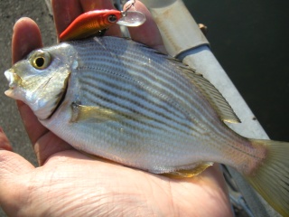 �إ�����ͳ����ˤƥߥΡ���