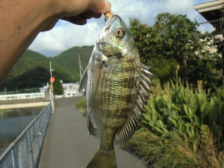 ���ӥ�23�������ͳ����ˤƥߥΡ���