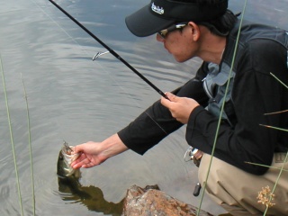 ��ꥪ�ȥХ�33�����������ˤƥ����إåɥꥰ��