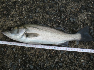 �ϥ�34�������������ˤƥߥΡ���