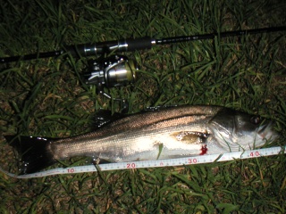 �ϥ�46�������������ˤƥߥΡ���