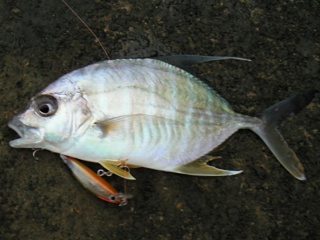 �ƥ󥸥�������ͳ����ˤƥߥΡ���