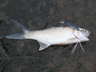 �ĥХᥳ�Υ�����ͳ����ˤƥߥΡ���