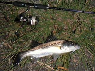 �ϥ�35�������������ˤƥߥΡ���