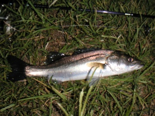 �ϥ�44�������������ˤƥߥΡ���