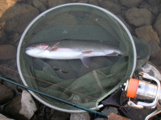 �˥��ޥ�33�����������ˤƥ��ס����