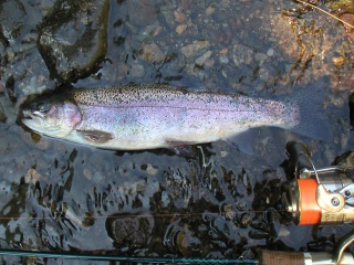 �˥��ޥ�32�����������ˤƥ��ס����