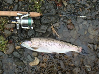 �˥��ޥ�36�����������ˤƥ��ס����