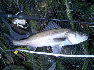 �ϥ�56�������������ˤƥ���åɤ�