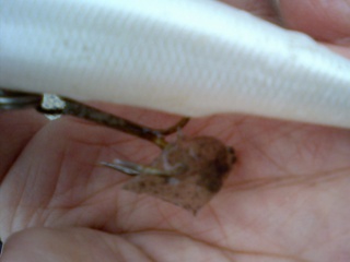 ���쥤���յ���������ˤƥߥΡ���