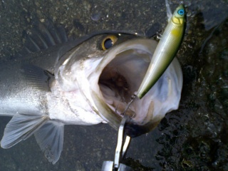 ������61�������������ˤƥߥΡ���