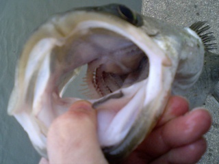 �ϥ�53cm��������ˤƥߥΡ���