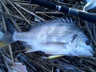 ������ˤƥ��ӥ�41cm���ߥΡ���