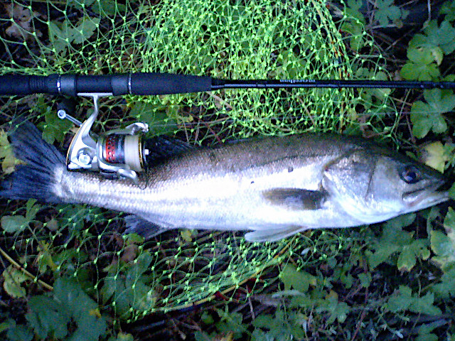 �ϥ�58�������������ˤƥ���åɤ�