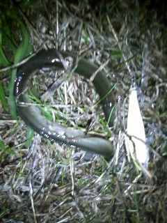 ���ʥ���������ˤƥߥΡ���