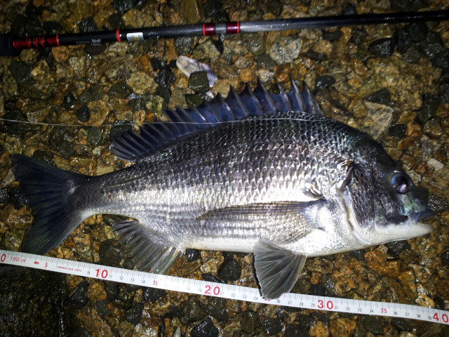 ����38�����������ˤƥߥΡ���